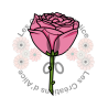 Illustration d’une Rose 🌹​ Rose