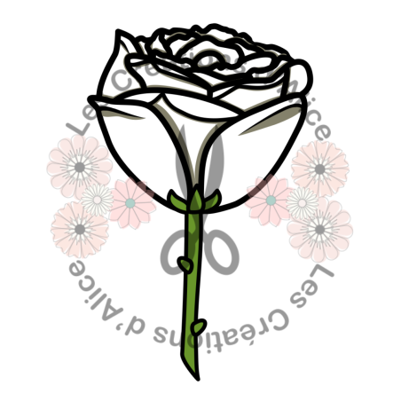 Illustration d’une Rose ????​ Blanche